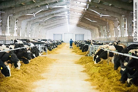 Viele schwarz-weiß gefleckte Kühe stehen in einem Milchviehbetrieb und fressen ihr Futter. Im Hintergrund ist der Landwirt zu sehen, wie er gerade durch die Stallgasse läuft.