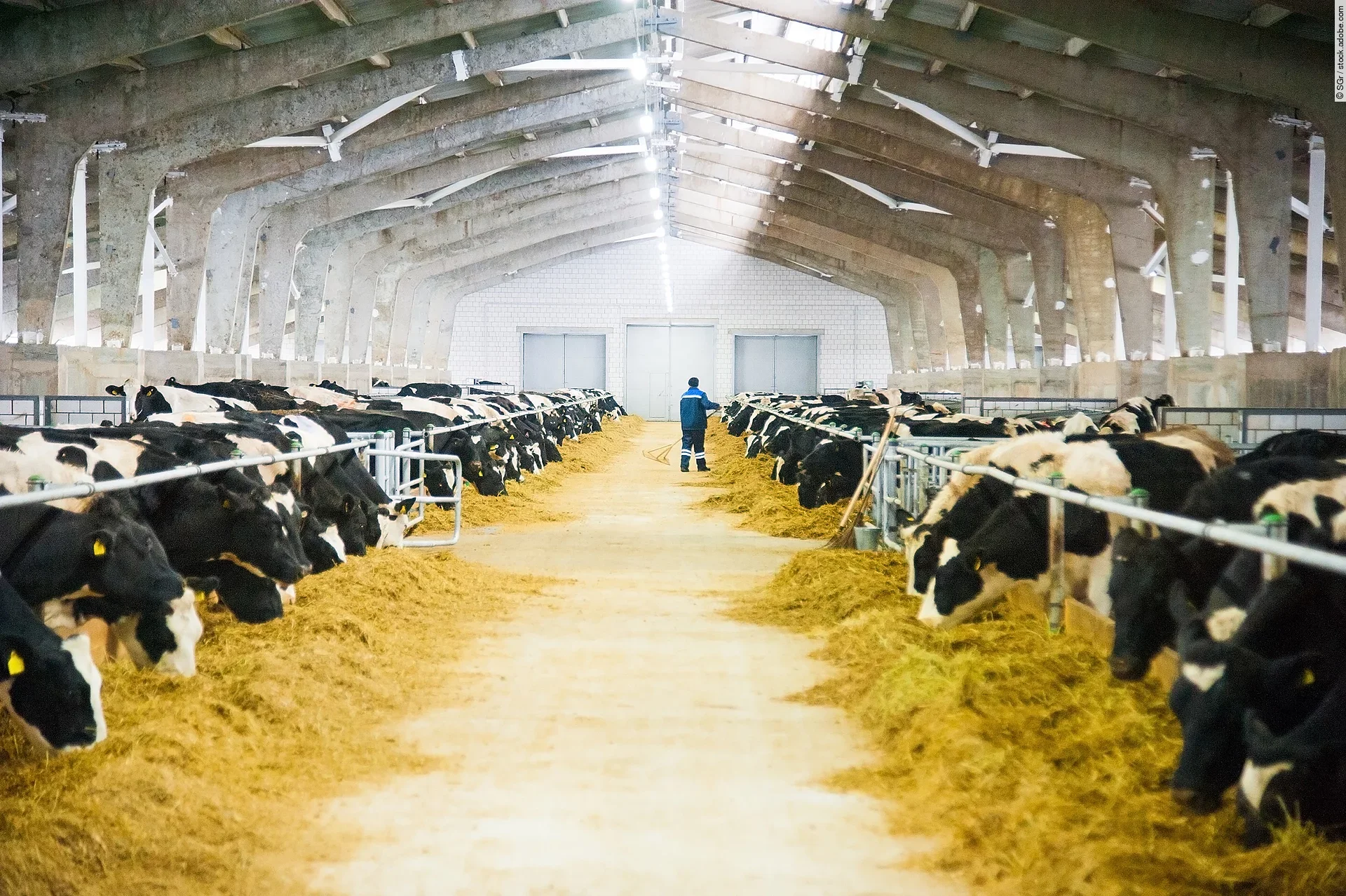 Viele schwarz-weiß gefleckte Kühe stehen in einem Milchviehbetrieb und fressen ihr Futter. Im Hintergrund ist der Landwirt zu sehen, wie er gerade durch die Stallgasse läuft.