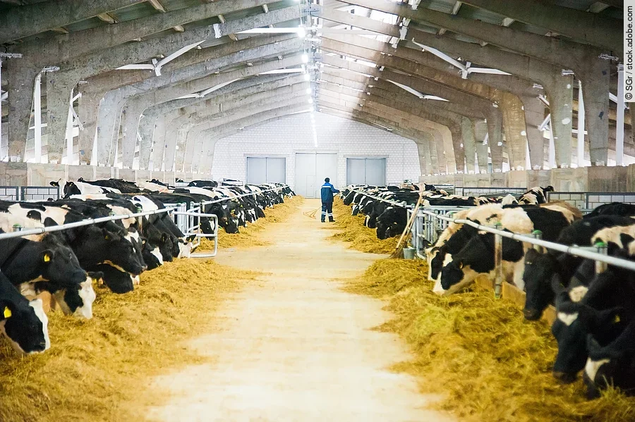 Viele schwarz-weiß gefleckte Kühe stehen in einem Milchviehbetrieb und fressen ihr Futter. Im Hintergrund ist der Landwirt zu sehen, wie er gerade durch die Stallgasse läuft. Viele schwarz-weiß gefleckte Kühe stehen in einem Milchviehbetrieb und fressen ihr Futter. Im Hintergrund ist der Landwirt zu sehen, wie er gerade durch die Stallgasse läuft.