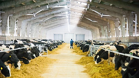Viele schwarz-weiß gefleckte Kühe stehen in einem Milchviehbetrieb und fressen ihr Futter. Im Hintergrund ist der Landwirt zu sehen, wie er gerade durch die Stallgasse läuft. Viele schwarz-weiß gefleckte Kühe stehen in einem Milchviehbetrieb und fressen ihr Futter. Im Hintergrund ist der Landwirt zu sehen, wie er gerade durch die Stallgasse läuft.