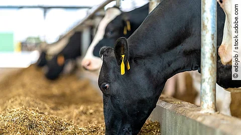 Landwirtschaftsbetrieb, füttern von Kühen auf dem Hof. Mehrere Kühe stehen in einem Stall an dem Fressgitter und fressen Futter. Die Kühe haben schwarz-weiß geflecktes Fell. Die Kühe sind mit gelben Ohrmarken gekennzeichnet.