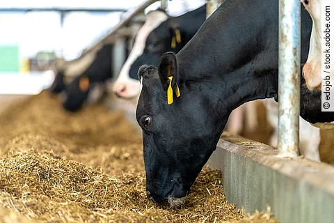 Mehrere Kühe stehen in einem Stall an dem Fressgitter und fressen Futter. Die Kühe haben schwarz-weiß geflecktes Fell. Die Kühe sind mit gelben Ohrmarken gekennzeichnet. 