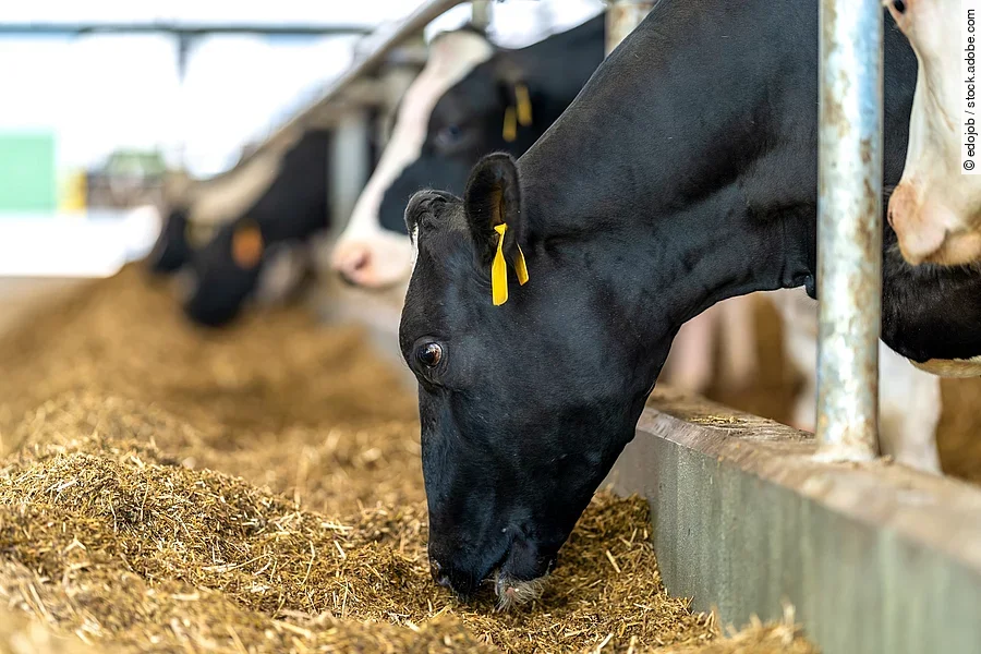 Landwirtschaftsbetrieb, füttern von Kühen auf dem Hof. Mehrere Kühe stehen in einem Stall an dem Fressgitter und fressen Futter. Die Kühe haben schwarz-weiß geflecktes Fell. Die Kühe sind mit gelben Ohrmarken gekennzeichnet.