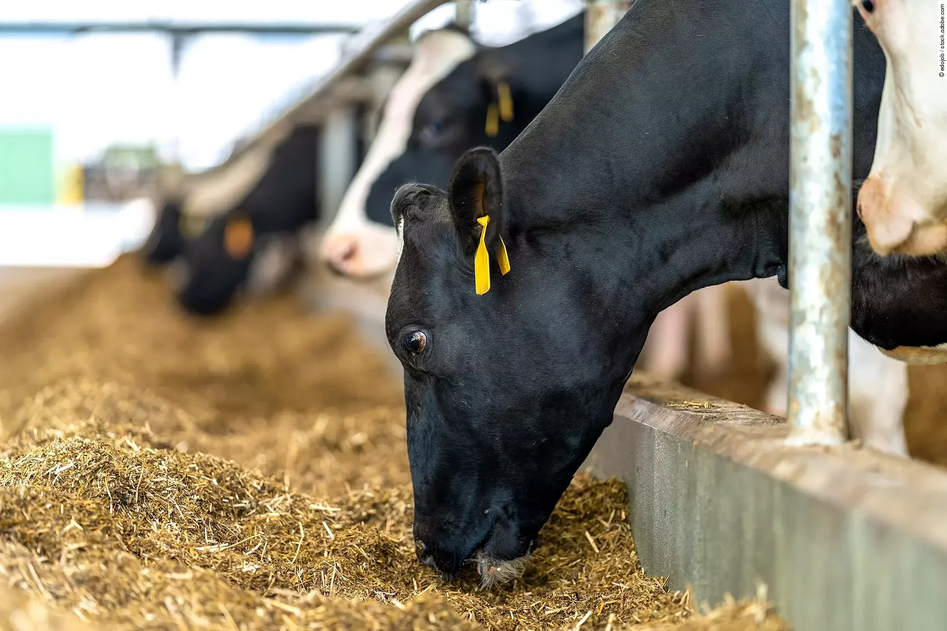 Mehrere Kühe stehen in einem Stall an dem Fressgitter und fressen Futter. Die Kühe haben schwarz-weiß geflecktes Fell. Die Kühe sind mit gelben Ohrmarken gekennzeichnet. 