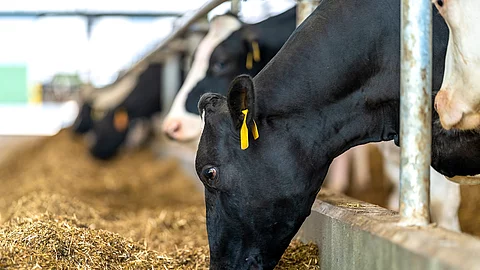 Mehrere Kühe stehen in einem Stall an dem Fressgitter und fressen Futter. Die Kühe haben schwarz-weiß geflecktes Fell. Die Kühe sind mit gelben Ohrmarken gekennzeichnet. 