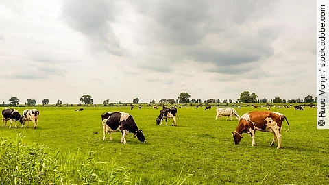 Eine große Herde Kühe steht auf einer großen Weide mit Gras. Die Kühe grasen. Die Tier haben unterschiedliche Fellfarben. 