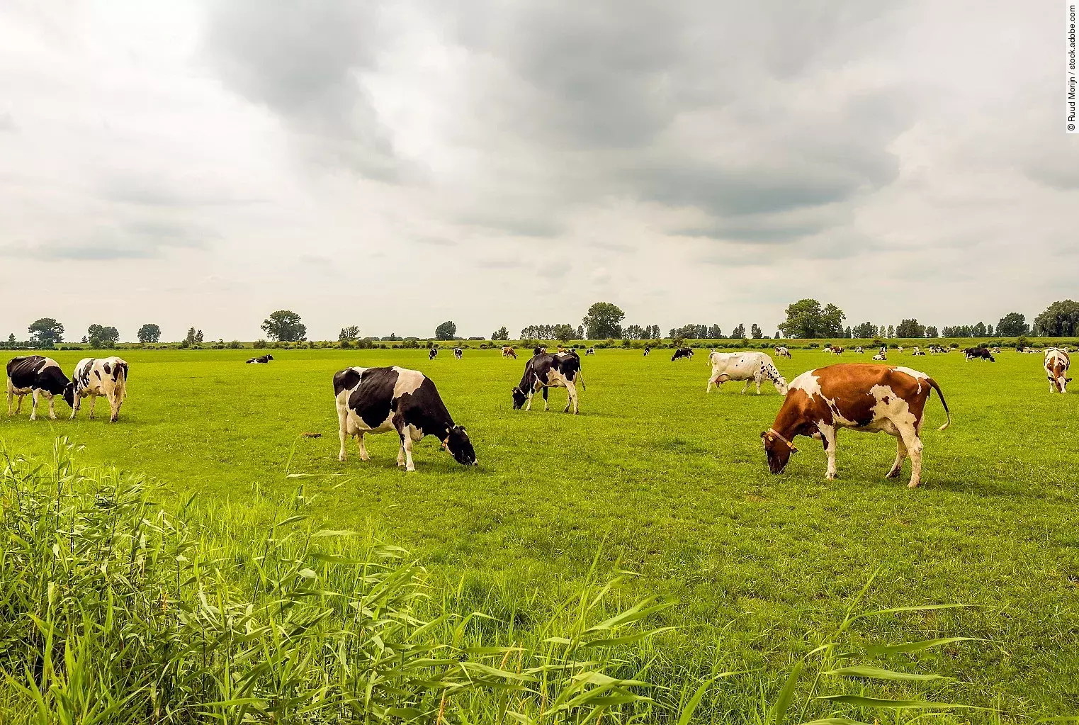 Eine große Herde Kühe steht auf einer großen Weide mit Gras. Die Kühe grasen. Die Tier haben unterschiedliche Fellfarben. 