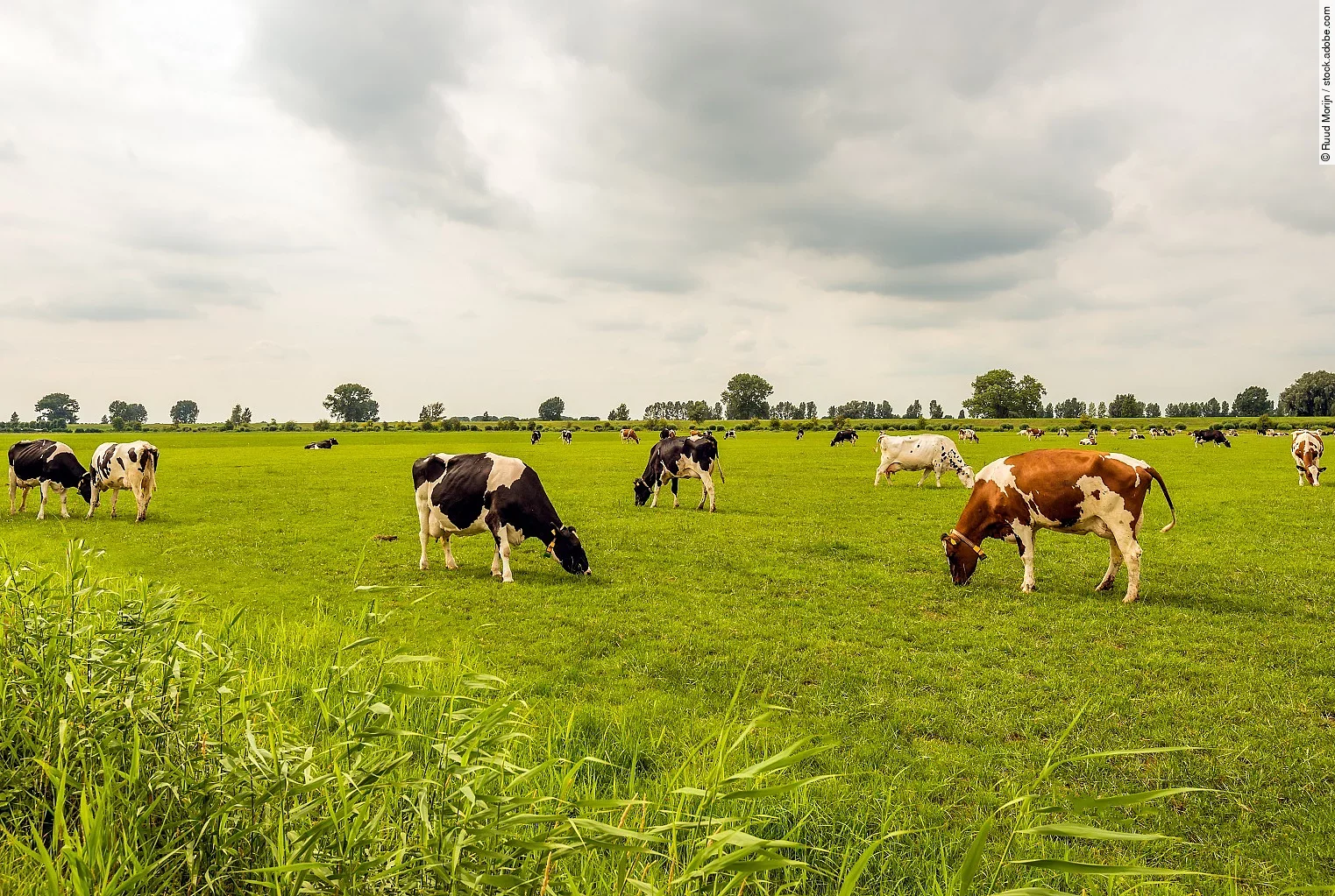 Eine große Herde Kühe steht auf einer großen Weide mit Gras. Die Kühe grasen. Die Tier haben unterschiedliche Fellfarben. 