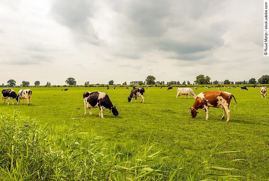 Eine große Herde Kühe steht auf einer großen Weide mit Gras. Die Kühe grasen. Die Tier haben unterschiedliche Fellfarben. 
