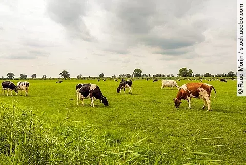 Eine große Herde Kühe steht auf einer großen Weide mit Gras. Die Kühe grasen. Die Tier haben unterschiedliche Fellfarben. 