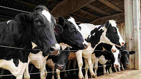 Row of dairy cows penned in a barn