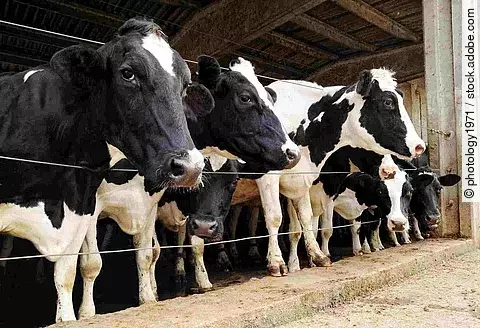 Row of dairy cows penned in a barn