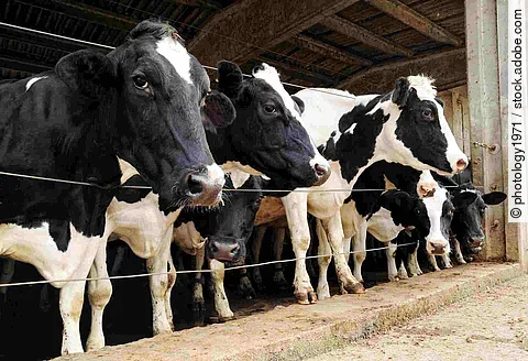 Row of dairy cows penned in a barn