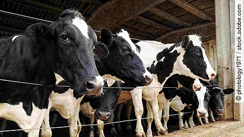 Row of dairy cows penned in a barn