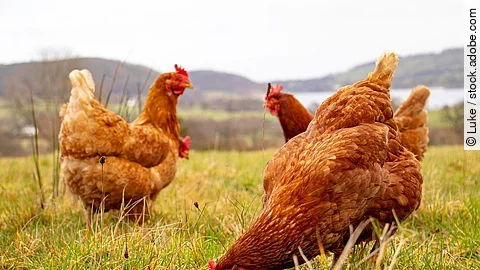 Trio of hens out in the field overlooking a lake.