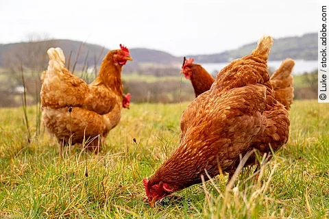 Trio of hens out in the field overlooking a lake.