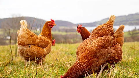 Trio of hens out in the field overlooking a lake.