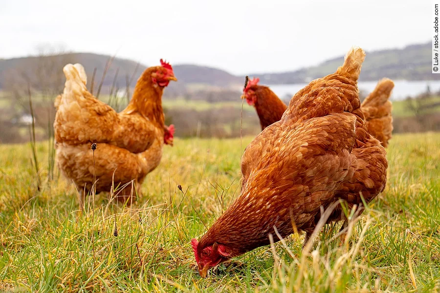 Trio of hens out in the field overlooking a lake.