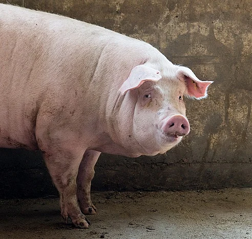 pig at factory