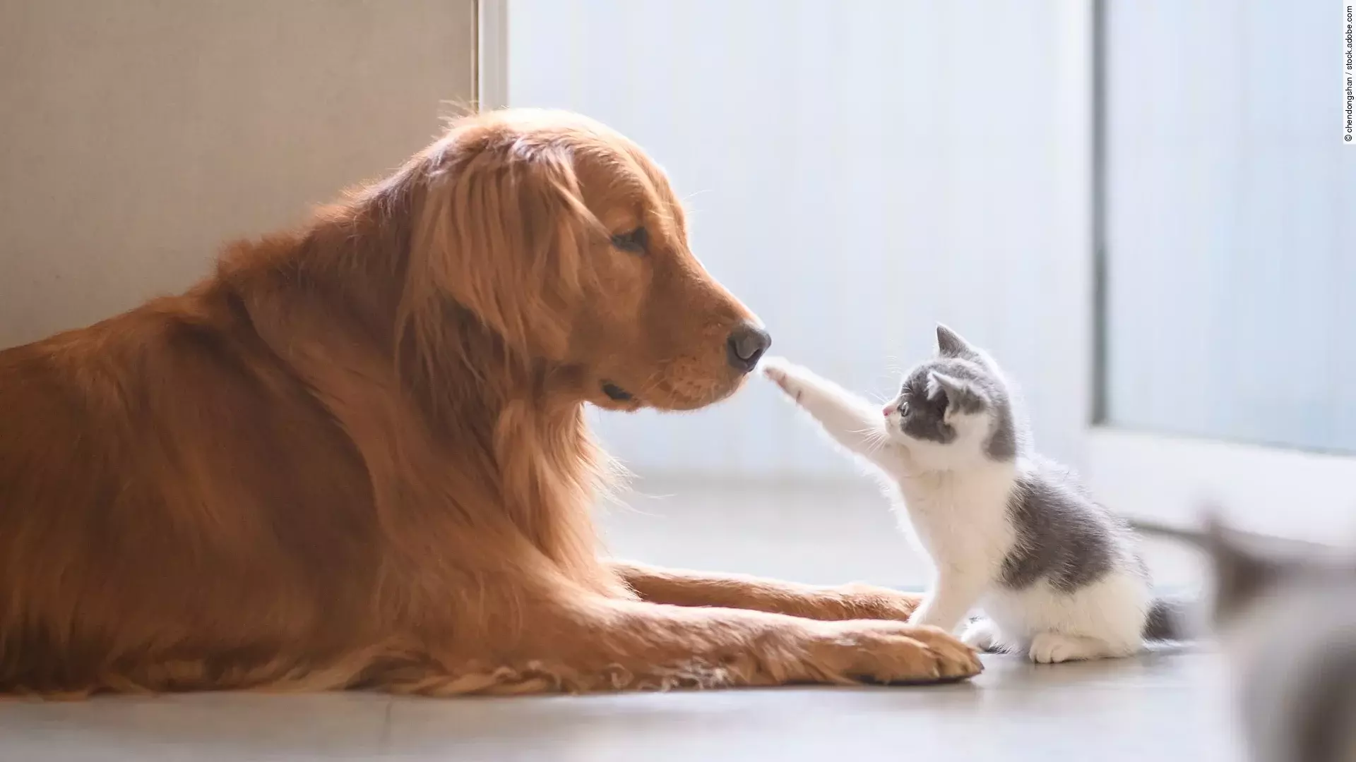 Ein Golden Retriever liegt auf dem Boden. Vor ihm sitzt ein Kitten und berührt mit einer Pfote die Nase des Hundes.