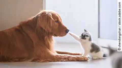 Ein Golden Retriever liegt auf dem Boden. Vor ihm sitzt ein Kitten und berührt mit einer Pfote die Nase des Hundes.