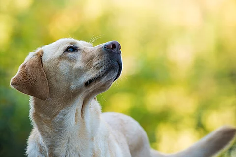 Labrador