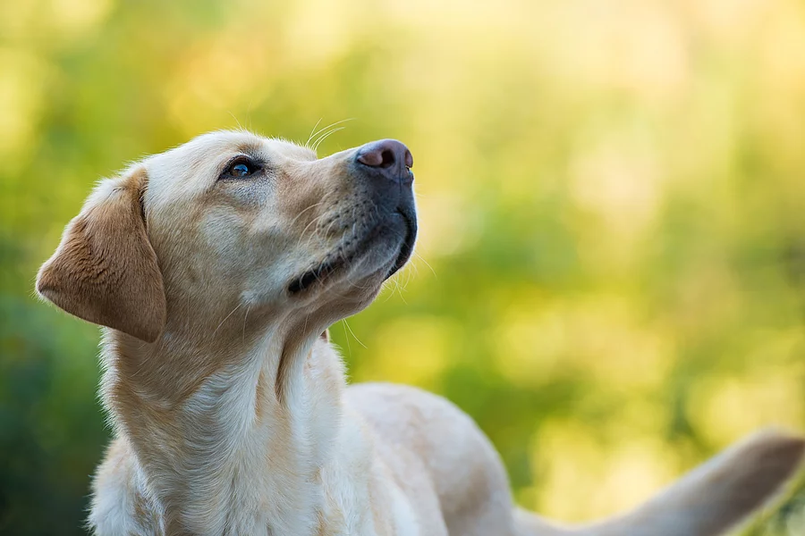 Labrador