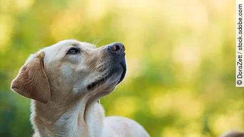 Labrador