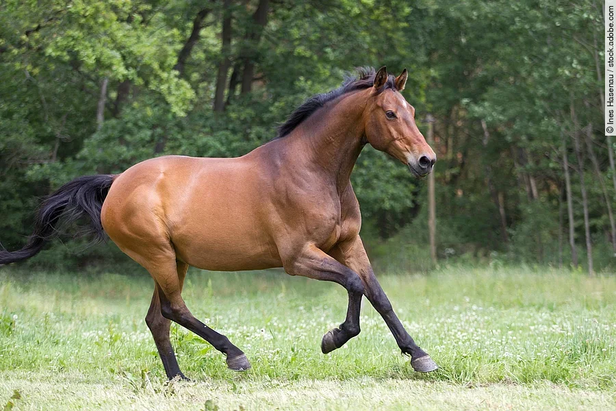 Pferd galoppiert über eine Weide.