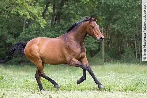 Pferd galoppiert über eine Weide.