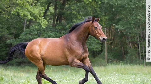 braunes Warmblut Pferd auf der Weide galoppiert über die grüne Wiese Kraftpaket, anmutig und edel Pferd galoppiert über eine Weide.