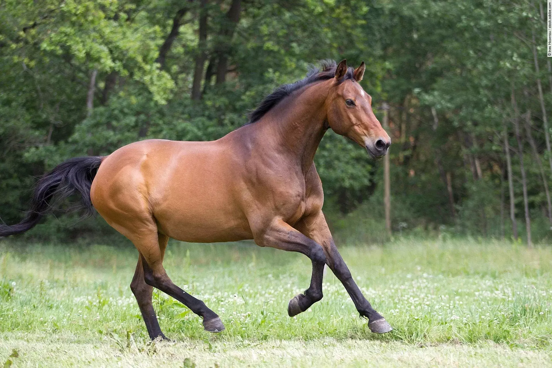 Pferd galoppiert über eine Weide.