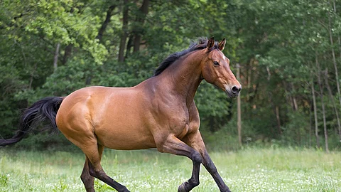 braunes Warmblut Pferd auf der Weide galoppiert über die grüne Wiese Kraftpaket, anmutig und edel Pferd galoppiert über eine Weide.