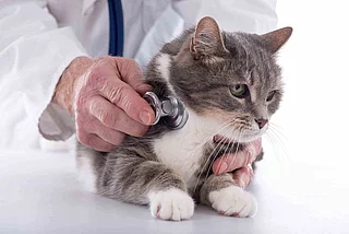 Katze beim Tierarzt