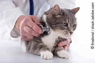 Katze beim tierarzt Katze beim Tierarzt