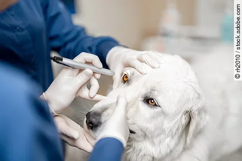 Augenuntersuchung beim Hund