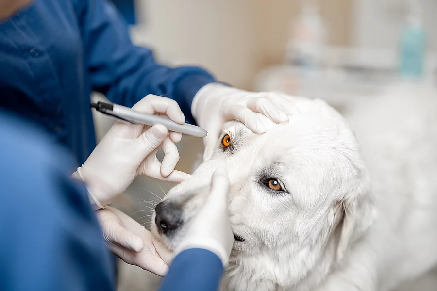 Augenuntersuchung beim Hund