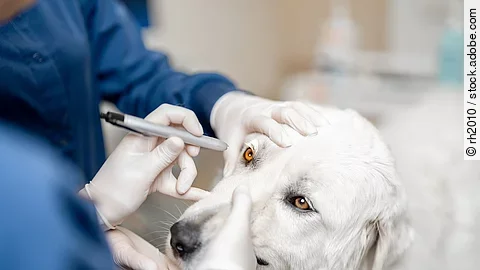 Augenuntersuchung beim Hund