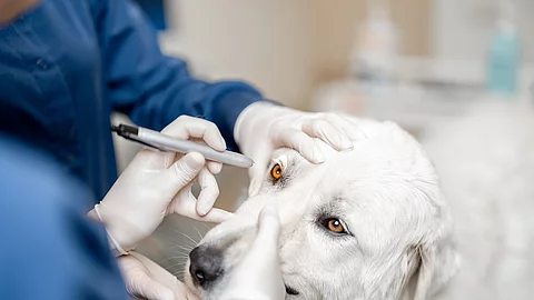 Augenuntersuchung beim Hund