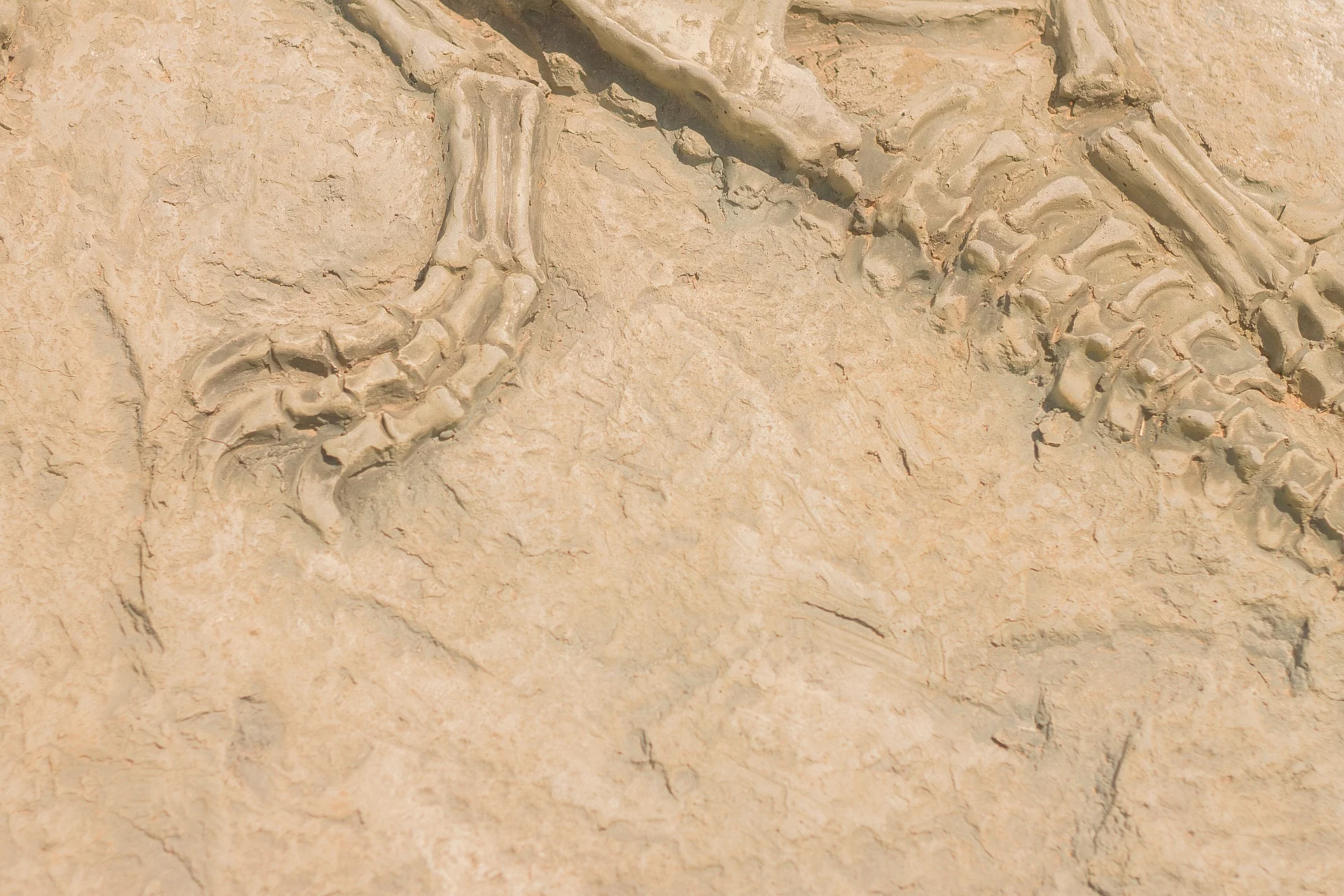 Fossilien