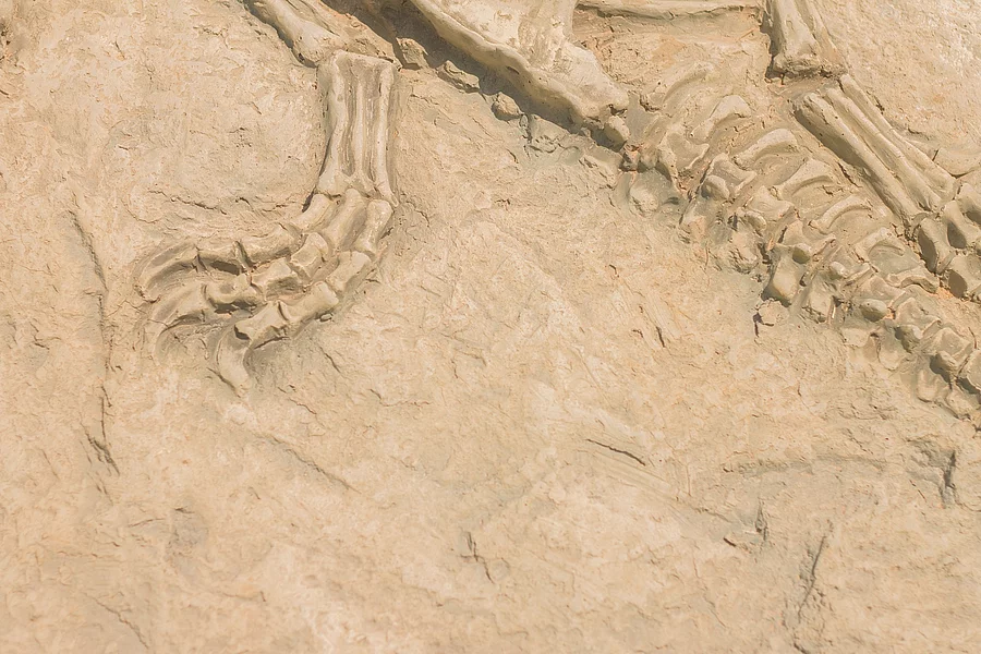 Fossilien