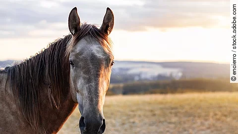 Horse in nature during sunset Horse in nature during sunset