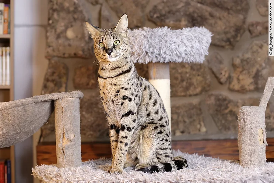 Eine Savannah Katze sitzt auf einem grauen Kratzbaum im Wohnzimmer und schaut neugierig in die Kamera.