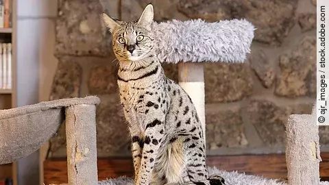 Eine Savannah Katze sitzt auf einem grauen Kratzbaum im Wohnzimmer und schaut neugierig in die Kamera.