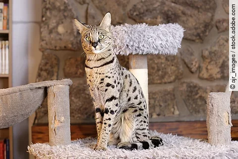 Eine Savannah Katze sitzt auf einem grauen Kratzbaum im Wohnzimmer und schaut neugierig in die Kamera.