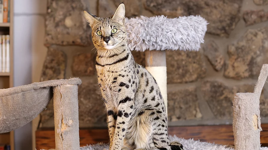Eine Savannah Katze sitzt auf einem grauen Kratzbaum im Wohnzimmer und schaut neugierig in die Kamera.