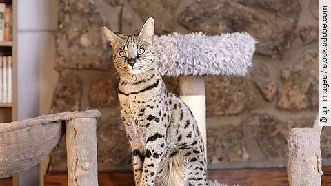 Eine Savannah Katze sitzt auf einem grauen Kratzbaum im Wohnzimmer und schaut neugierig in die Kamera.