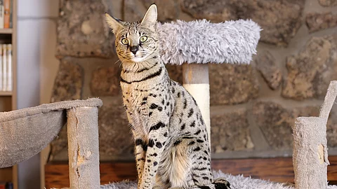 Eine Savannah Katze sitzt auf einem grauen Kratzbaum im Wohnzimmer und schaut neugierig in die Kamera. Eine Savannah Katze sitzt auf einem grauen Kratzbaum im Wohnzimmer und schaut neugierig in die Kamera.