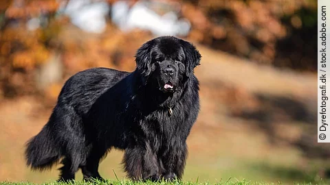 Ein Hund steht auf einer grünen Wiese und schaut in die Richtung der Kamera. Er hat schwarzes langes und dichtes Fell. Der Hintergrund ist verschwommen. 
