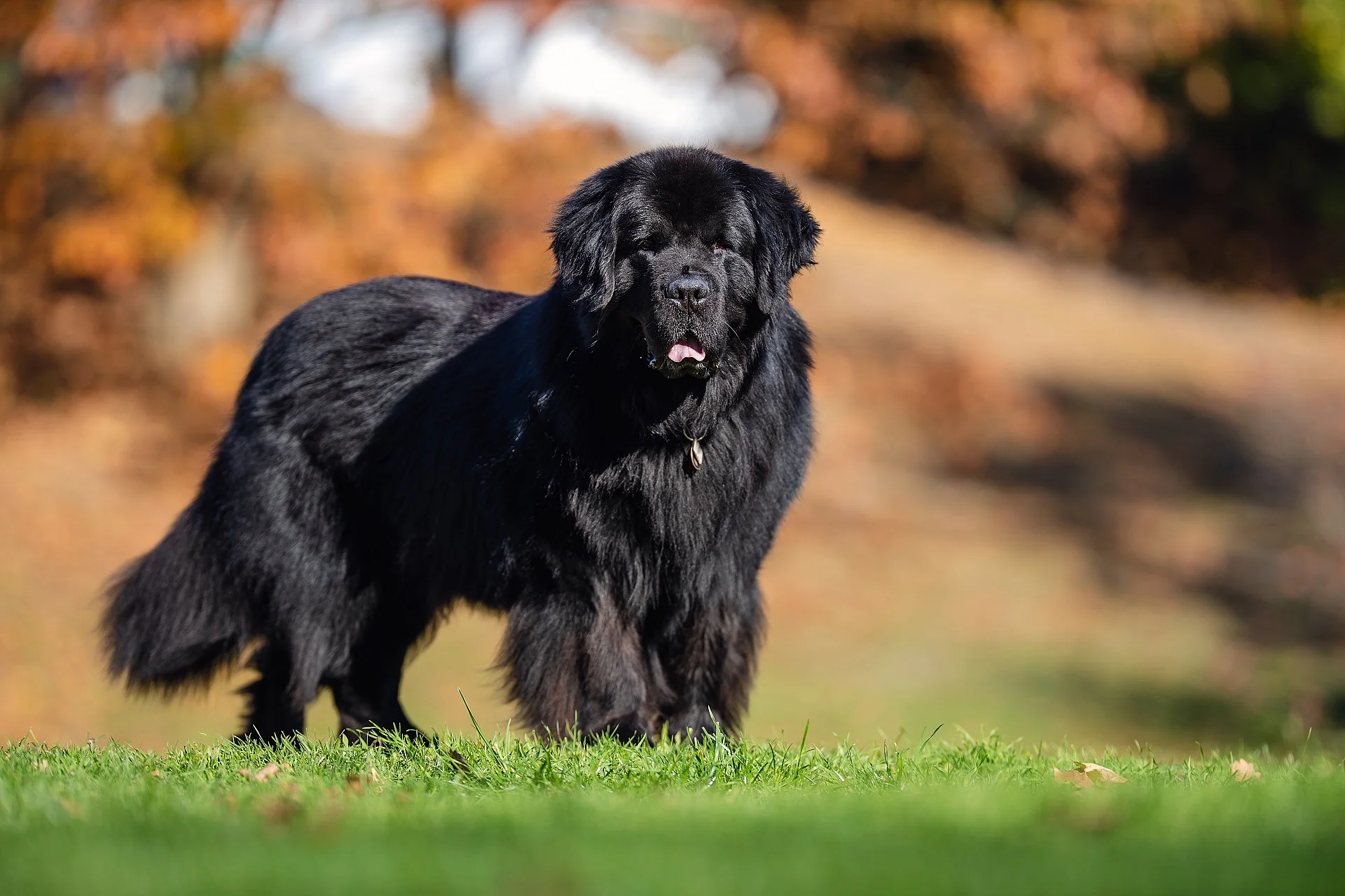Ein Hund steht auf einer grünen Wiese und schaut in die Richtung der Kamera. Er hat schwarzes langes und dichtes Fell. Der Hintergrund ist verschwommen. 